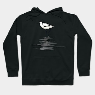 Pied Avocet on White Background Hoodie